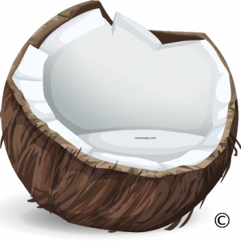 Cocconapp, the beach revolution