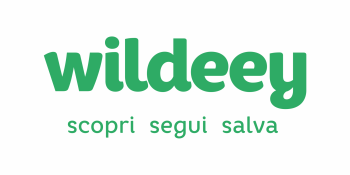 Wildeey